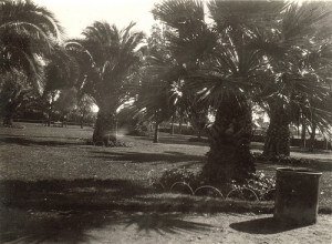 Vic Park