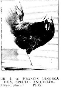 Chicken 1