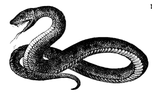 snake