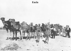 Camel Train At Eucla