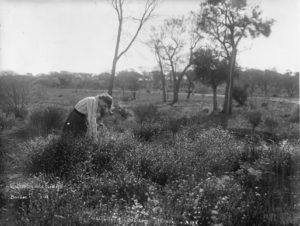 Picking Wildflowers at Bardoc 1900