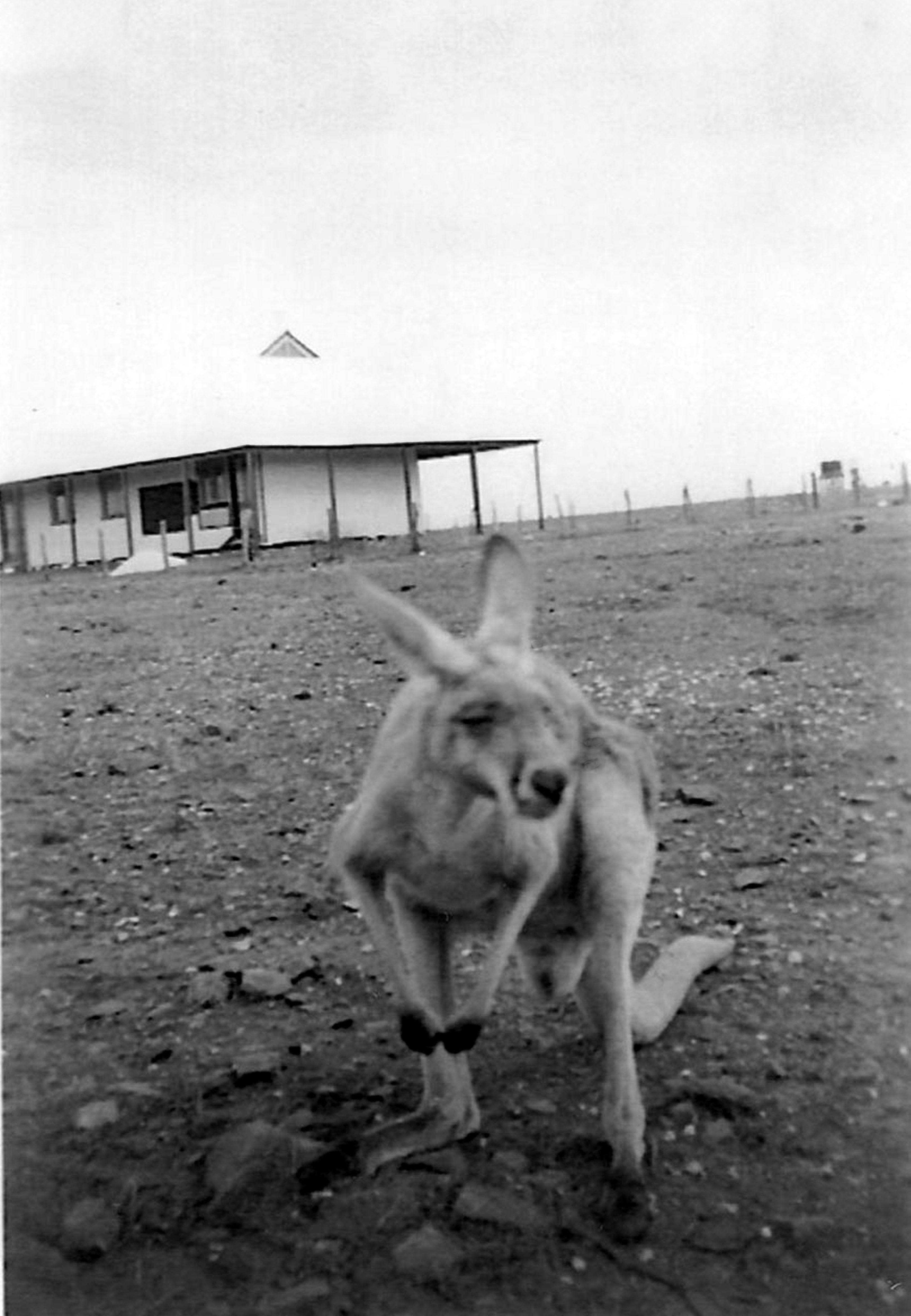 Yalgoo Courthouse mid 1950s