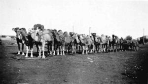 Camels Hauling Freight in Coolgardie