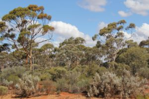 Goldfields Woodland 2017 - John Terrell