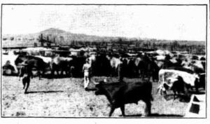 Leonora Holding Yards with 200 head of cattle from Wongawol Station