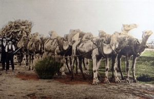 Trees of gold: How it was done around 1900. As time progressed, sandalwood pullers shifted from camels to trucks to cart their “hard-earned” to market.