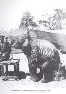 Swan Brewery Promotion with an elephant advertising beer, Coolgardie 1902