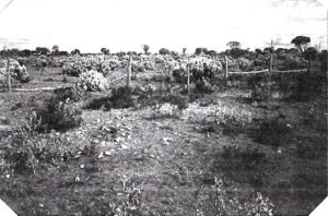 Yerilla Cemetery