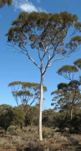 Dundas mahogany (E. brockwayi) in the Goldfields woodlands