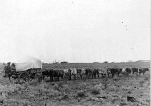 The Halford bullock Cart and wagon