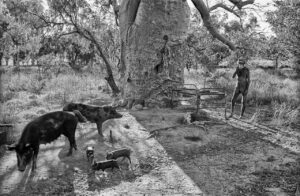 Cess under his Boab Tree with some of his pigs.