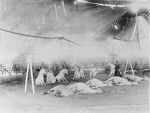 Woman training circus ponies inside a tent and (barely visible in the upper centre) a wire walker : Hyland's Circus during the 1907 Albany Week celebrations Courtesy of State Library of WA