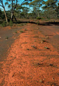 Abandoned for over 90 years, the formation of the tramway is still clearly visible in the red Western Australian soil. Photo: Rod Milne