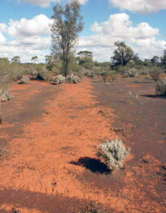 Looking south along the rather obvious pindan formation of the wood line, this 2012 view shows the remnant of the Kanowna wood line several miles south of Gindalbie townsite near the former 17 Mile Camp. Even at this stage over a hundred years after the last train ran, dog spikes were found by Bernie Morris. Photo: Rod Milne