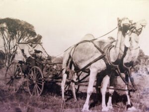 Gus Schmidt with camel buggy