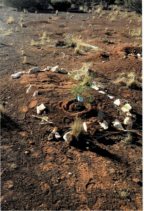 Jack Chapple's Grave in the Sandstone Cemetery - 2021 with the tree planted by Jannine.