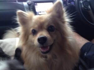 Rest In Peace my darling girl, till we meet again.