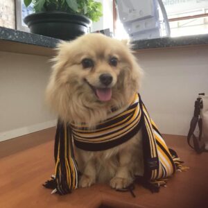 I hope where ever you are Mo, you are barking at everyone and everything. Till we meet again.
