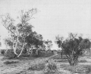 A bush Track, Milly Soak