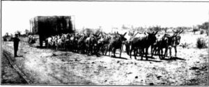 Transport in the back country - A donkey team carting plant for the Childe Harold Mines.