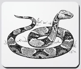 Copperhead Snake - Drawing WA Museum