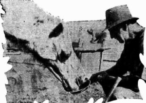 Tormenting Thurst - the camels would drink evebn the water used in panning specimins.