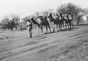 A prospector with his camel train 1930's -Photo SLSA