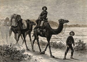 Camels in the Outback - Photo Desert Companion