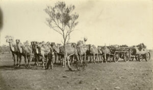 Camel Team carting a boilers and mining machiners - 1900 Photo SLWA