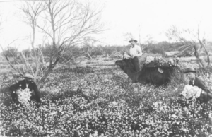 Collecting everlastings near Leonora, ca.1901, Roy Millar (State Library of Western Australia Collection)