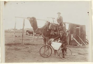 Camel rider and bicycle, Coolgardie c.1895 W. Roy Millar (National Gallery of Australia Collection)