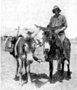S H Cameron and two of his donkeys