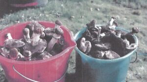 A fine collection of giant mushrooms