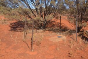 The place where Stephen Grace died on the Rabbit Proof Fence - Photo Phil Bianchi