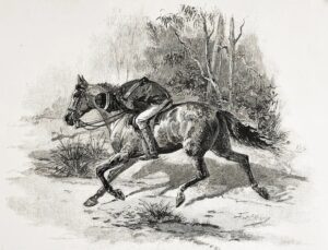 The Native Tracker - Photo SL VIC