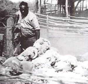 Tommy working with sheep