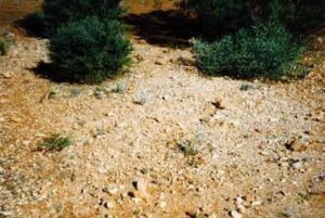 Grave of Mary Templeman - Goongarrie Cemetery - Photo Danelle Warnock