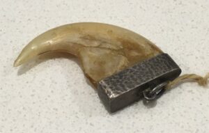 The claw of a tiger rumoured to have been killed in India by Dardoola.