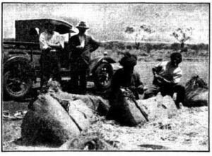 The Lugg party was one of quite a number encouraged to go into Central Australia by Whelan's sensational reports. The above picture shows an Afghan and an Aboriginal preparing camel packs while Sam Hazlett (left) and R. Lugg look on.