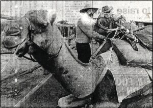 Dr William Peasley (on right) and team member Christopher Steele fasten supplies to one of the nine camels which will make the treck with them from Coolgardie to Halls Creek and back.